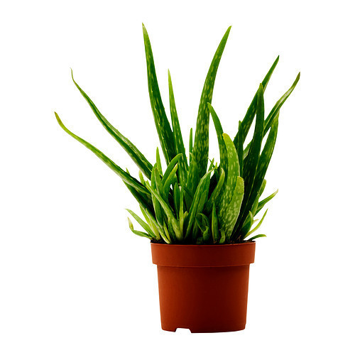 aloe-vera-plant