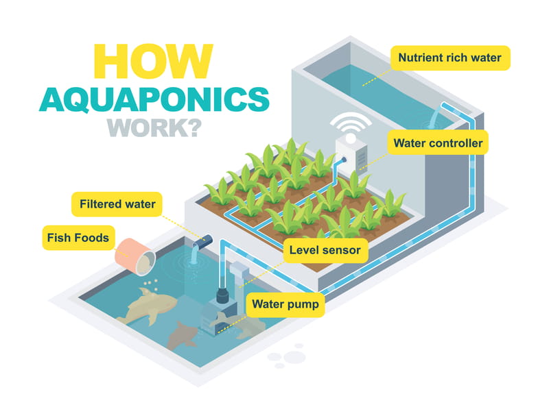 about-aquaphonics