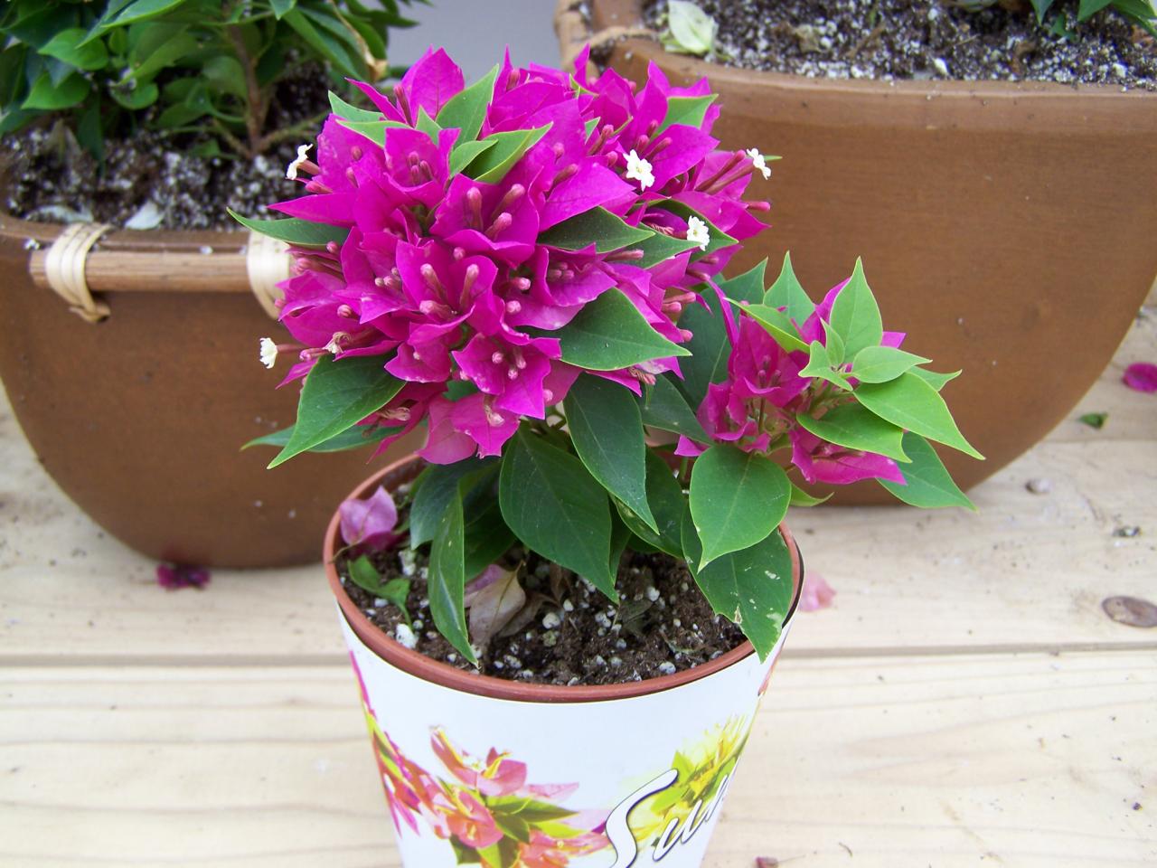 bougainvillea-plant