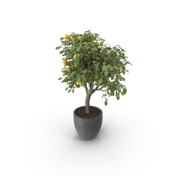 lemon-plant