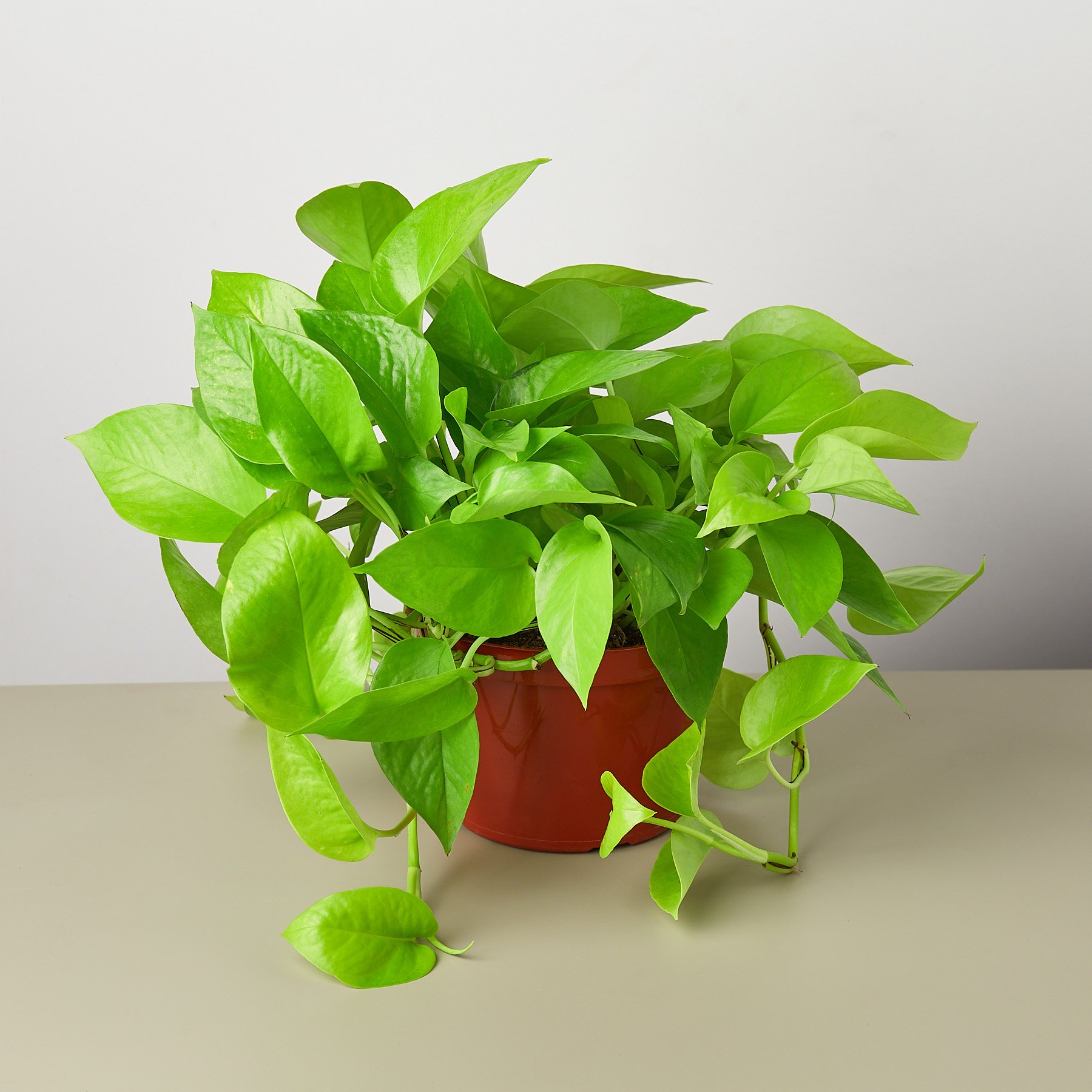 neon-pothos