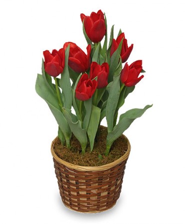 tulip-plant